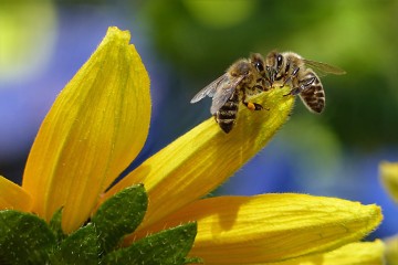 L'intelligence artificielle sauvera-t-elle les abeilles ?